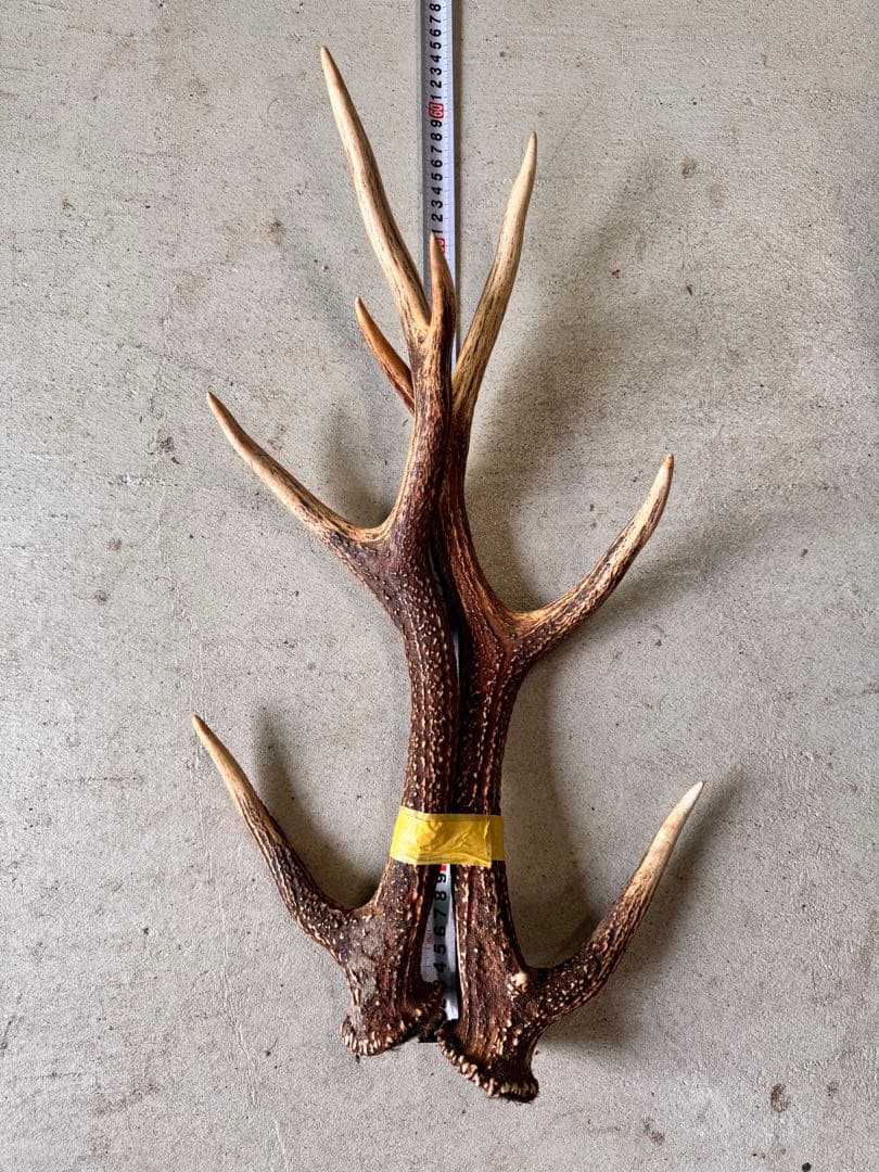 天然の鹿の角 5対(10本)セット No.8