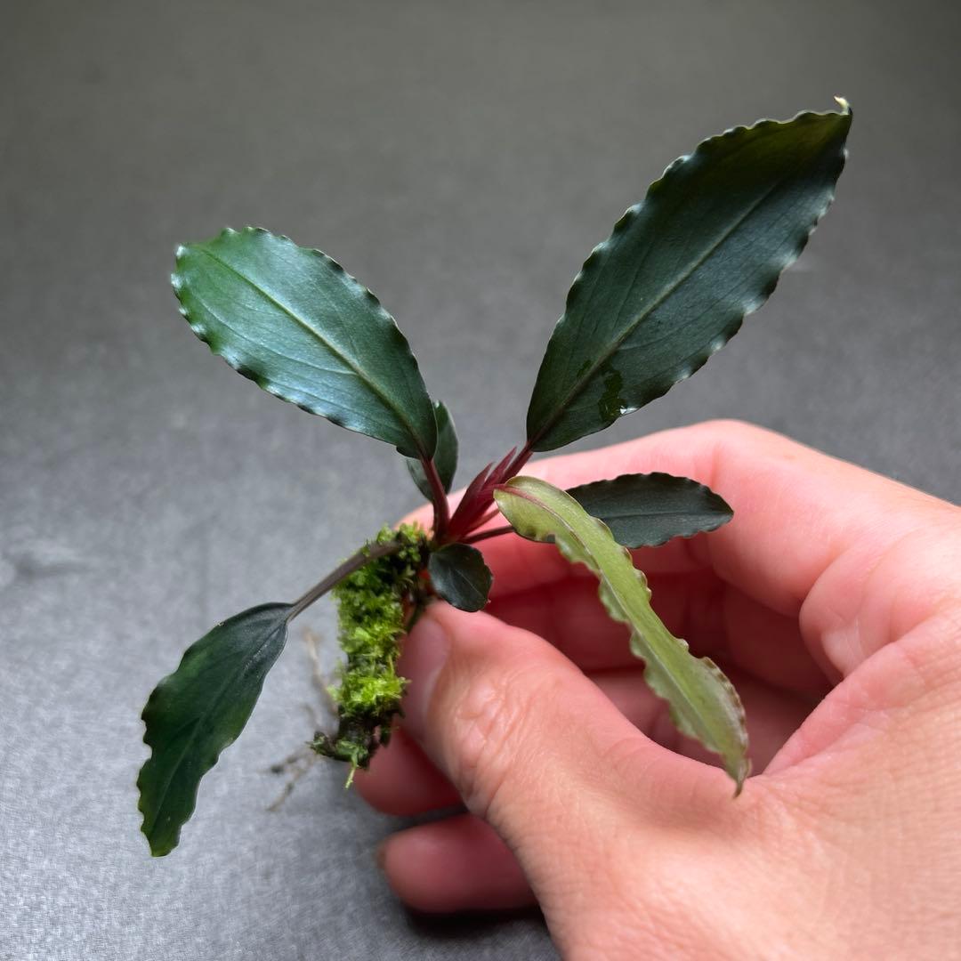 Bucephalandra sp.Deep Purple 【AZ1011-XX】