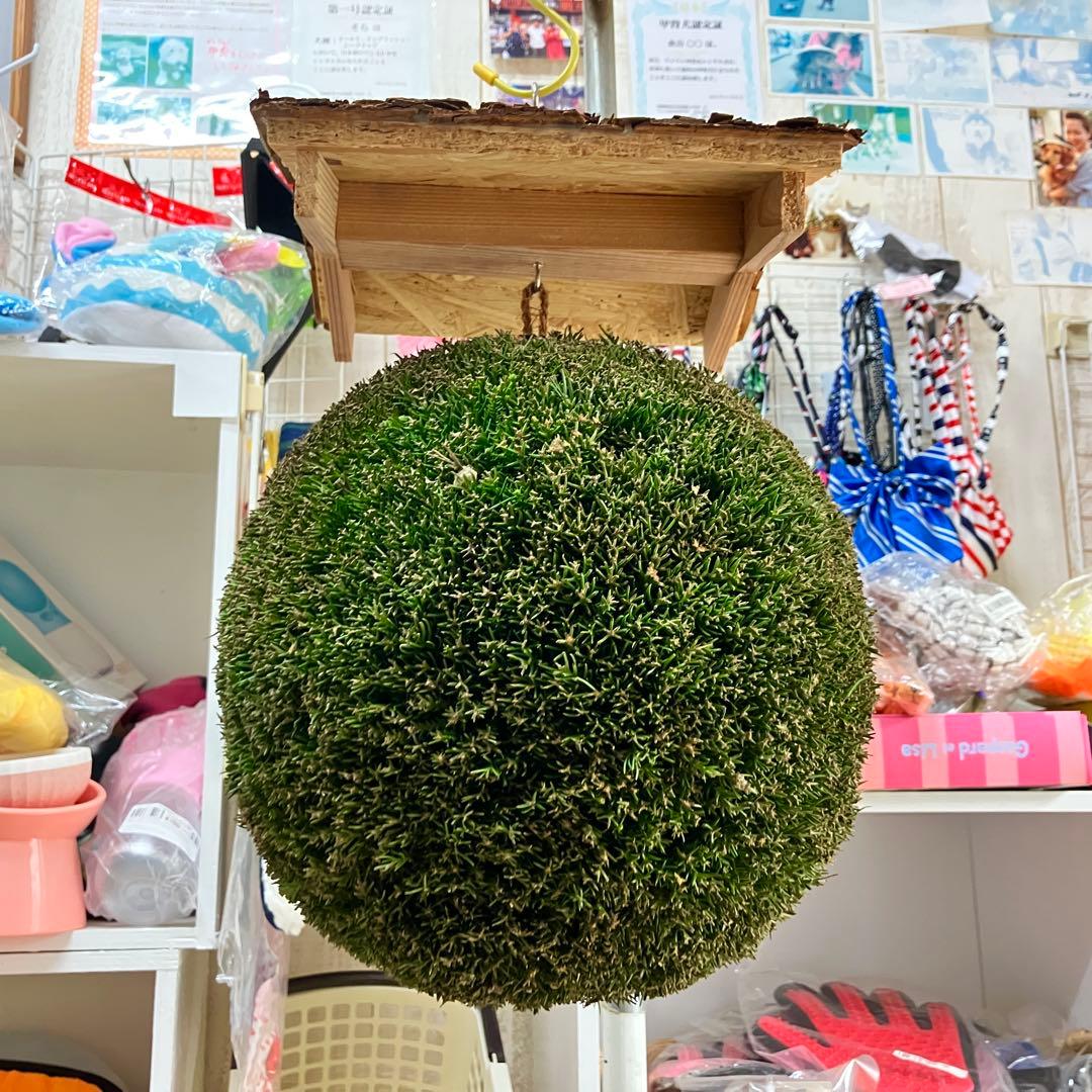 杉玉【屋根付き】③