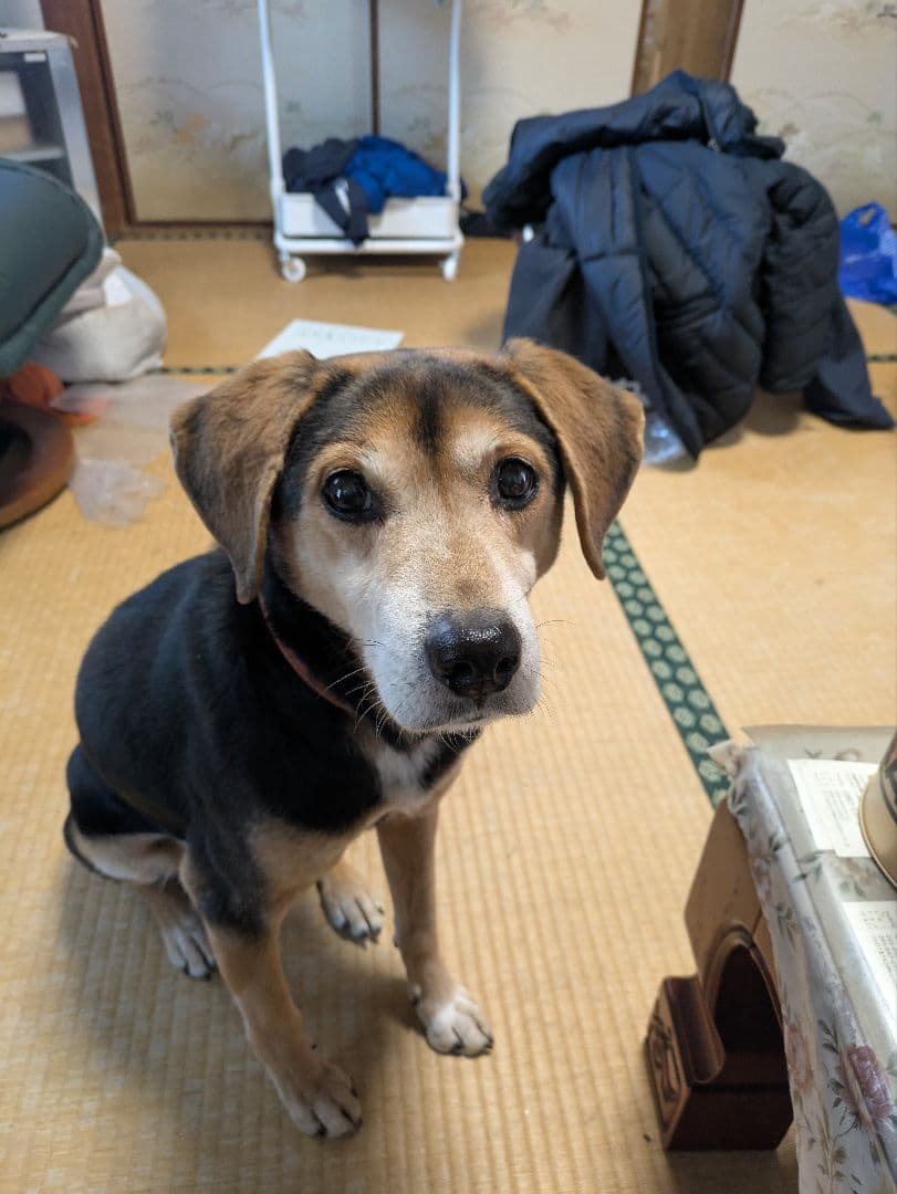 謝罪。シシバニ。美品。24ツインパワー3000MHG