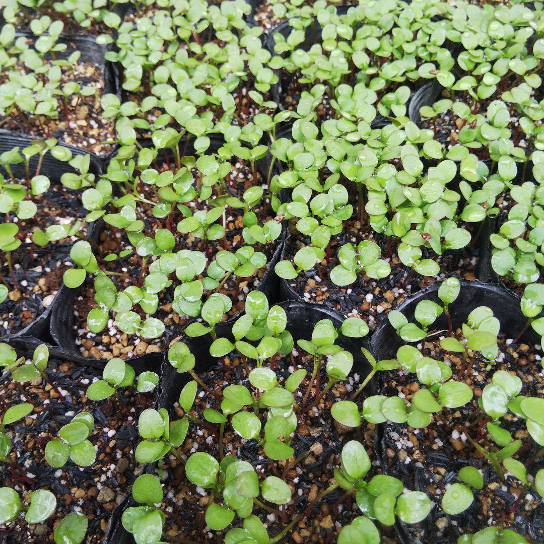 正藍染ヘンプコットン　あいとわエプロン