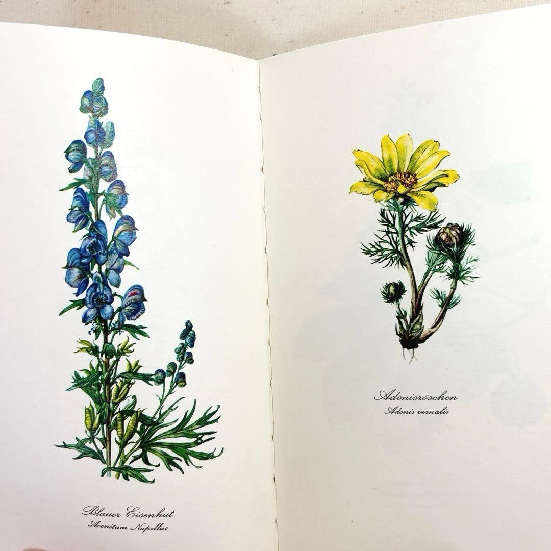 美しい植物画 ドイツ 洋書 図鑑 1963 Elsa Flesko Blumen