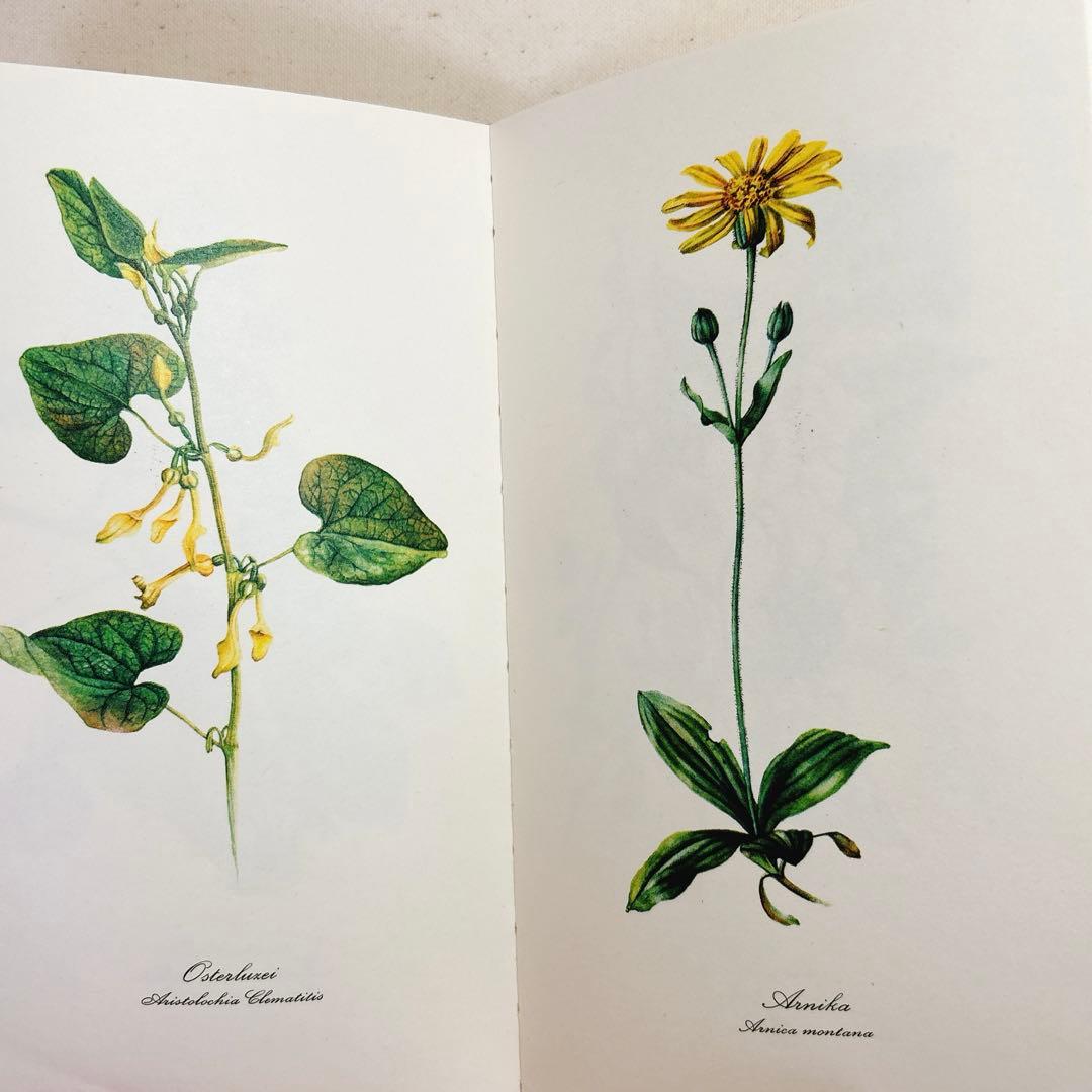 美しい植物画 ドイツ 洋書 図鑑 1963 Elsa Flesko Blumen