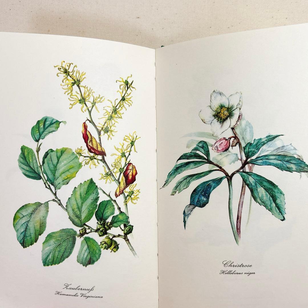 美しい植物画 ドイツ 洋書 図鑑 1963 Elsa Flesko Blumen