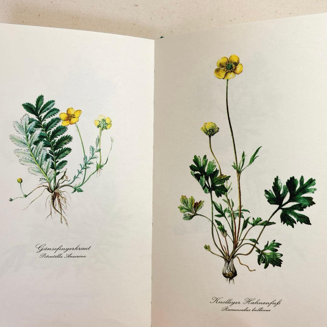 美しい植物画 ドイツ 洋書 図鑑 1963 Elsa Flesko Blumen