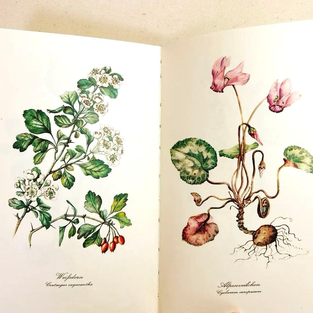 美しい植物画 ドイツ 洋書 図鑑 1963 Elsa Flesko Blumen