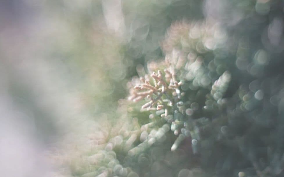 魅惑の滲み　Meyer-Oreston50/1.8 前期ゼブラ