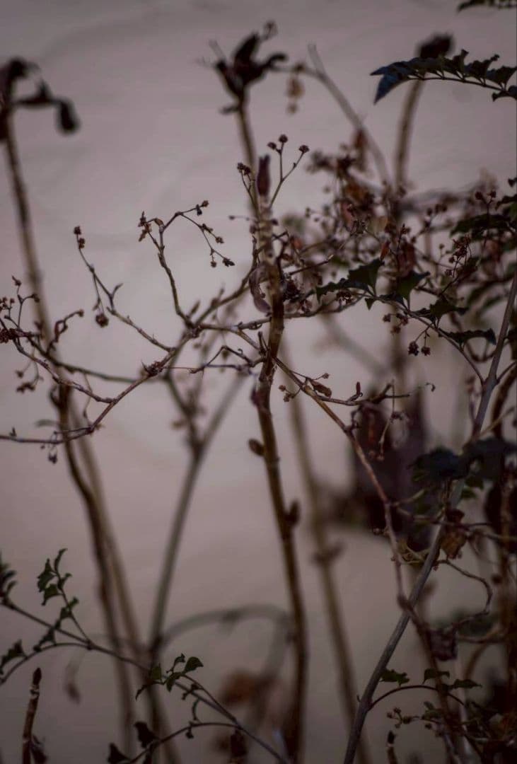 魅惑の滲み　Meyer-Oreston50/1.8 前期ゼブラ