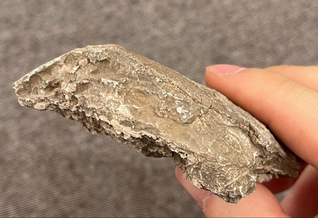 サルタサウルス 卵殻 化石 恐竜 鉱物標本 本物