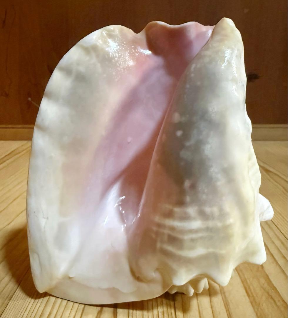 古代桃色法螺貝（ピンク貝）法螺貝　ほら貝　コンク貝笛