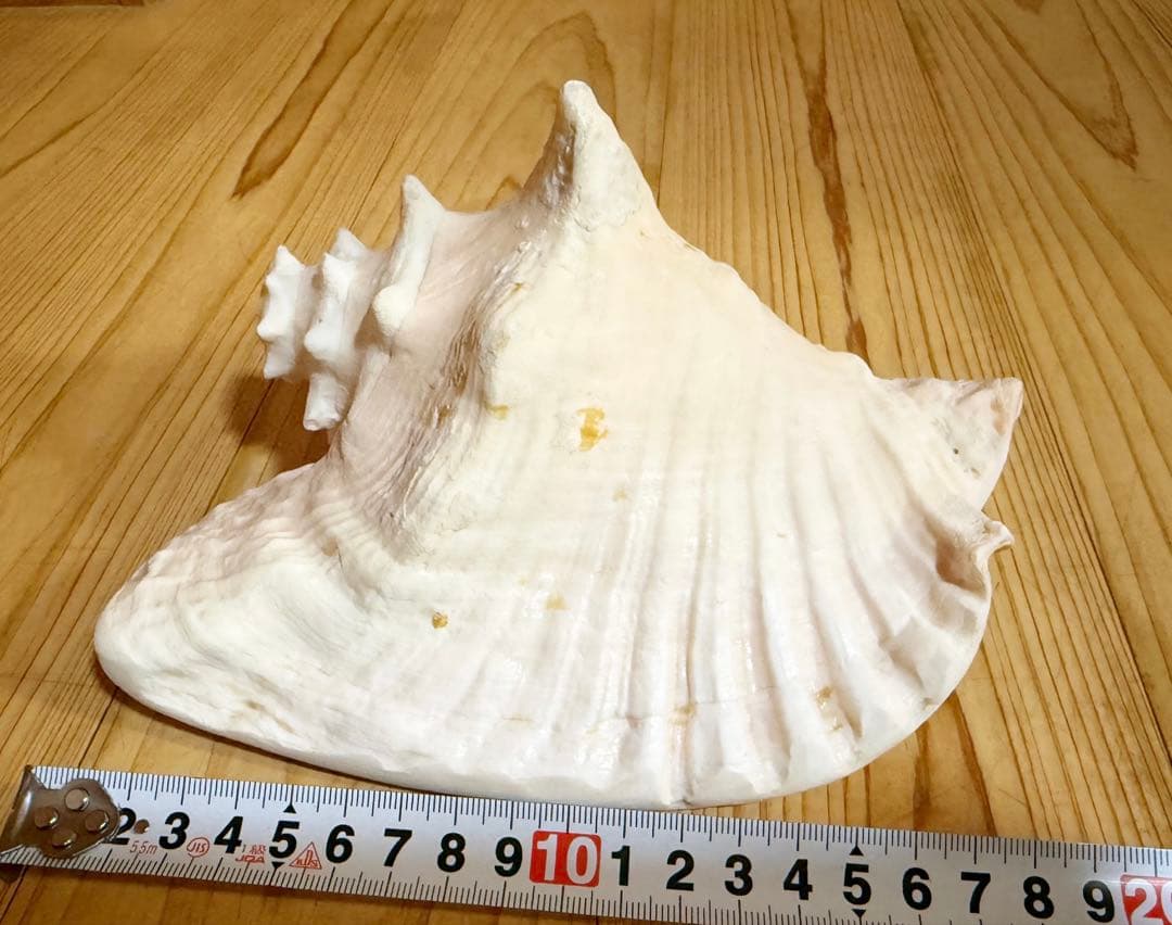 古代桃色法螺貝（ピンク貝）法螺貝　ほら貝　コンク貝笛