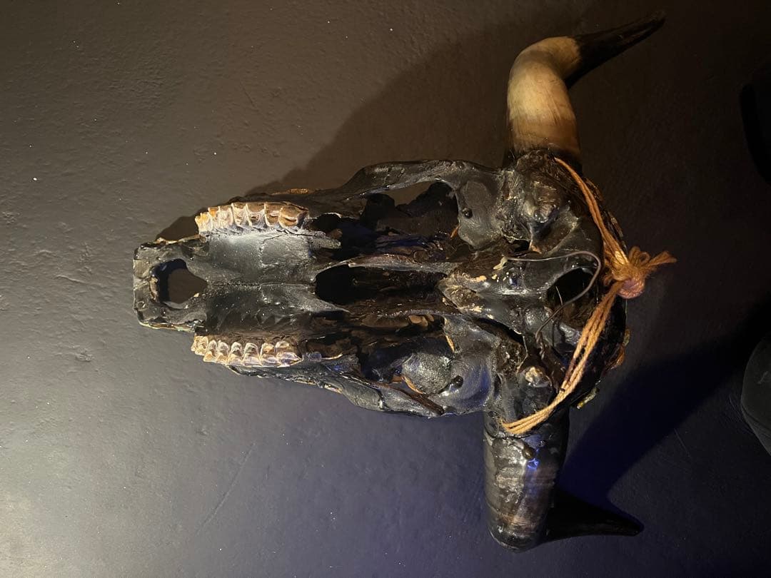 ネイティブアメリカン　牛の頭骨　ターコイズの装飾