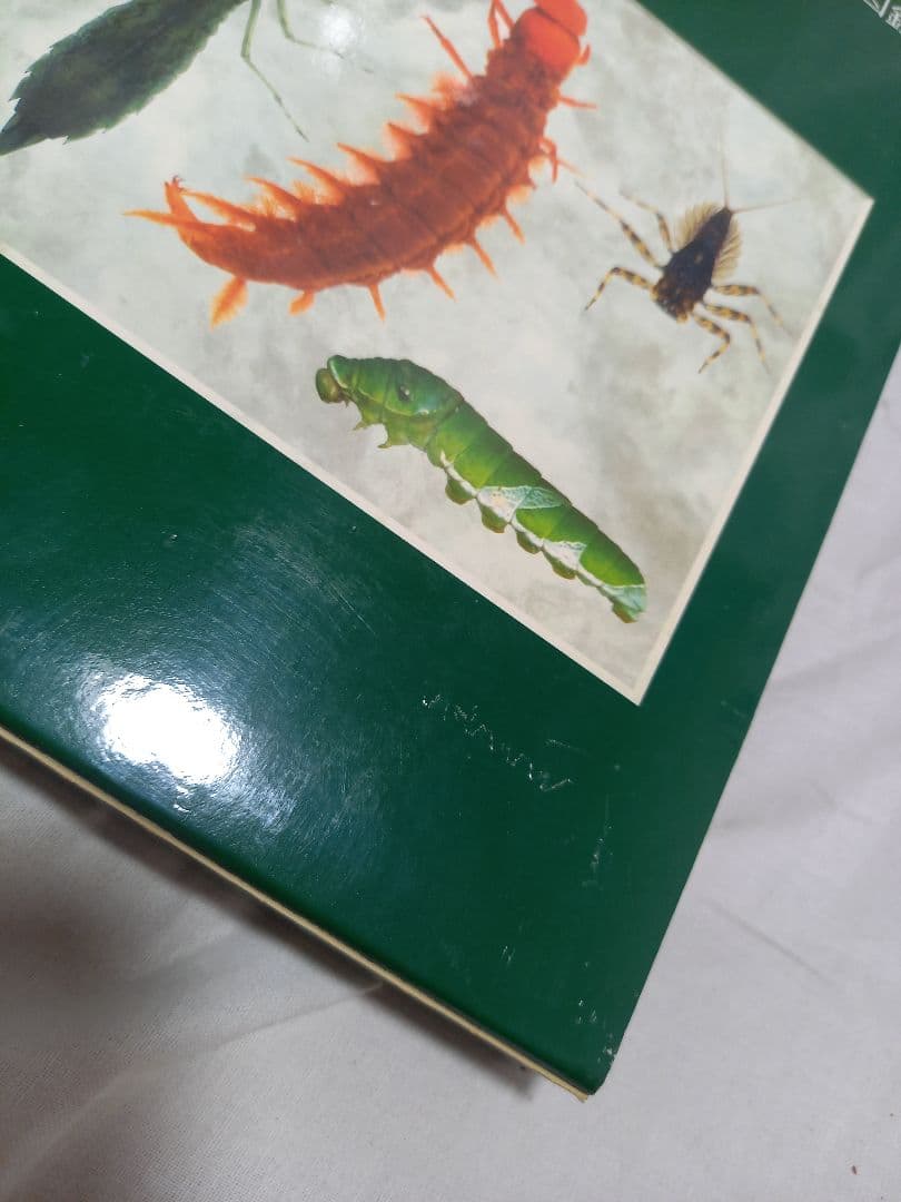 L*n様 日本産幼虫図鑑