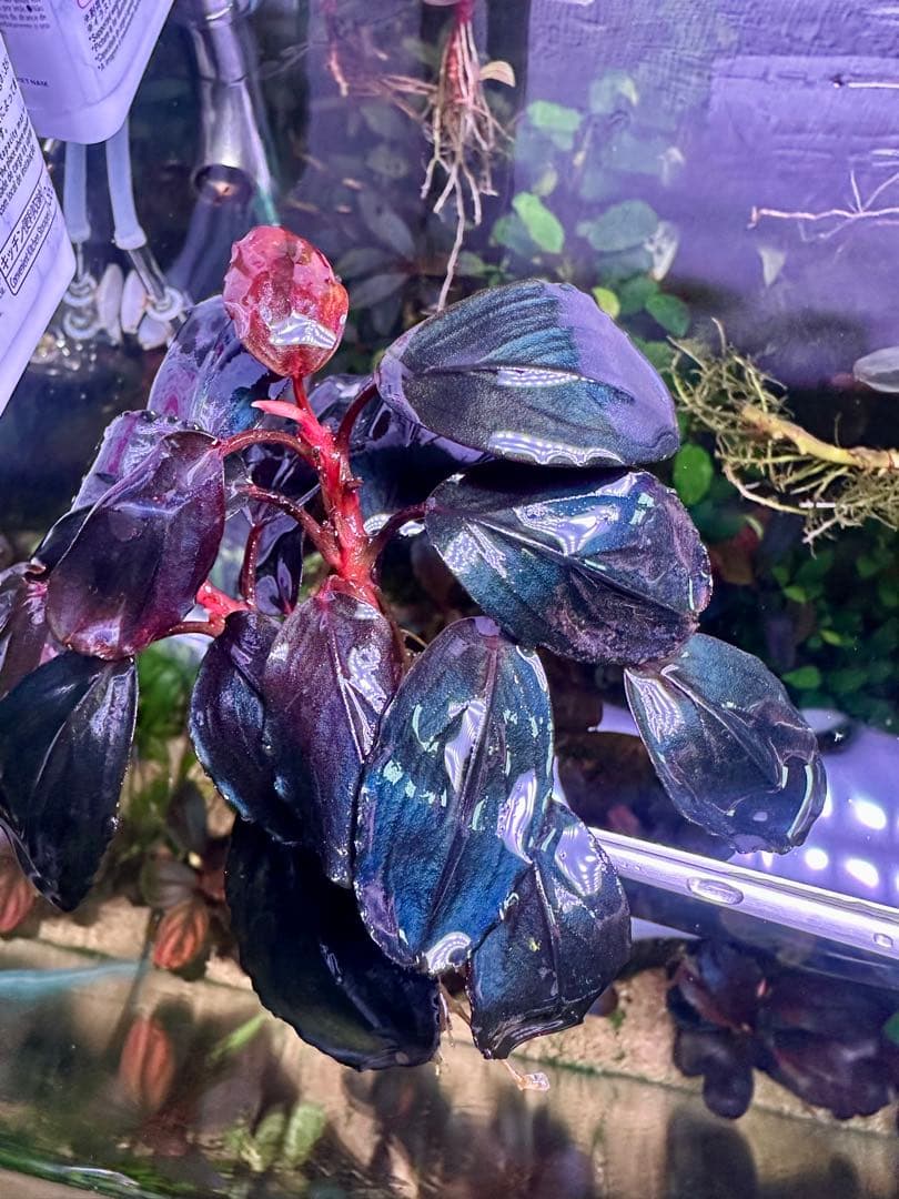 ブセファランドラsp. シラット・サークル　3株