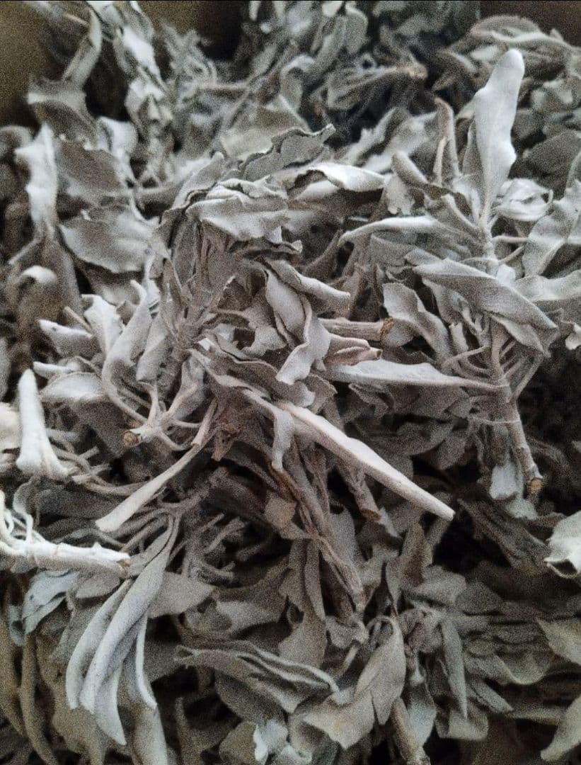 業務用価額☆無農薬ホワイトセージ枝付きクラスター1KGお香浄化☆お得長く使えます