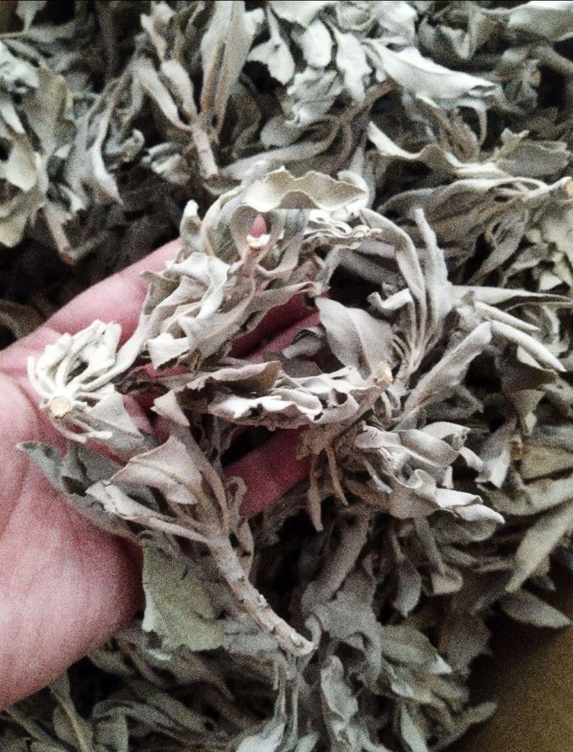 業務用価額☆無農薬ホワイトセージ枝付きクラスター1KGお香浄化☆お得長く使えます