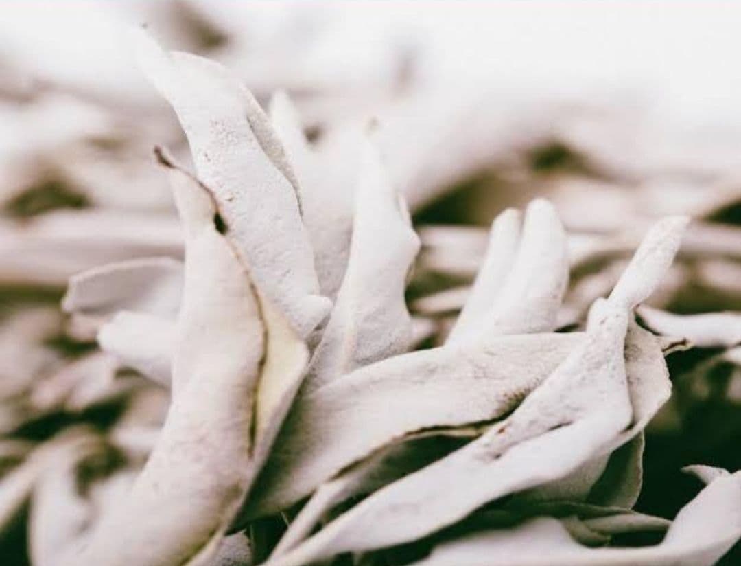 業務用価額タイムセール☆無農薬ホワイトセージ枝無しリーフ1KG浄化お香