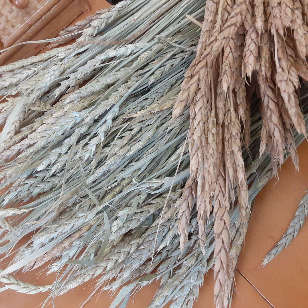 ドライフラワー素材❕スペルト小麦25本(^.^)自然栽培.:*:・'°☆