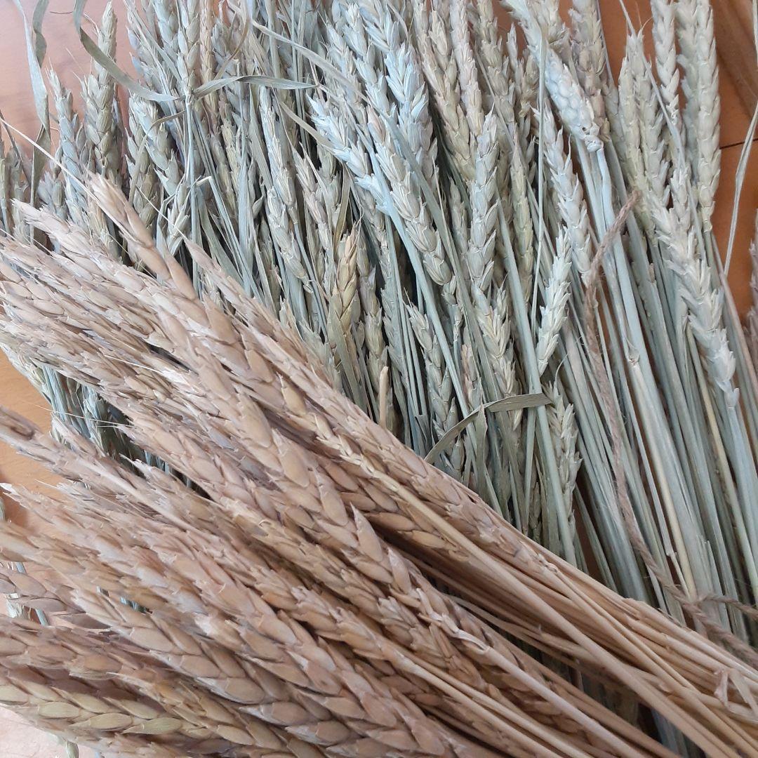 ドライフラワー素材❕スペルト小麦25本(^.^)自然栽培.:*:・'°☆