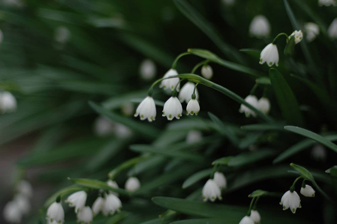 レンズ(単焦点) Nippon Kogaku NIKKOR-S 50mm f/1.4