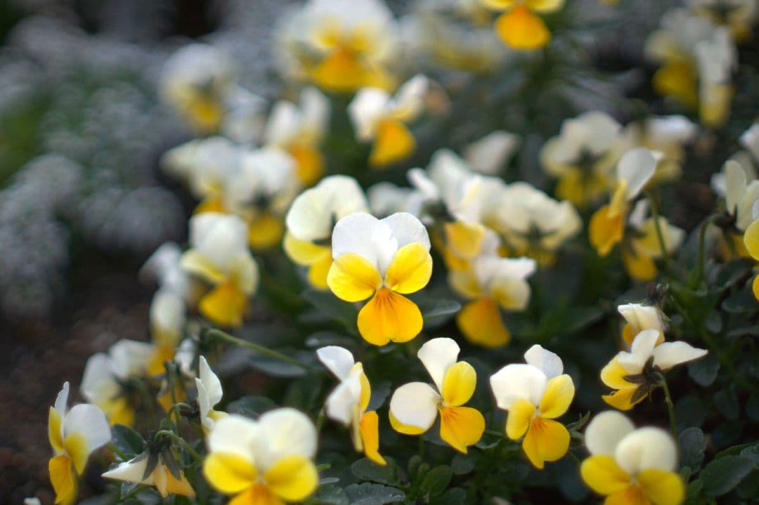レンズ(単焦点) Nippon Kogaku NIKKOR-S 50mm f/1.4