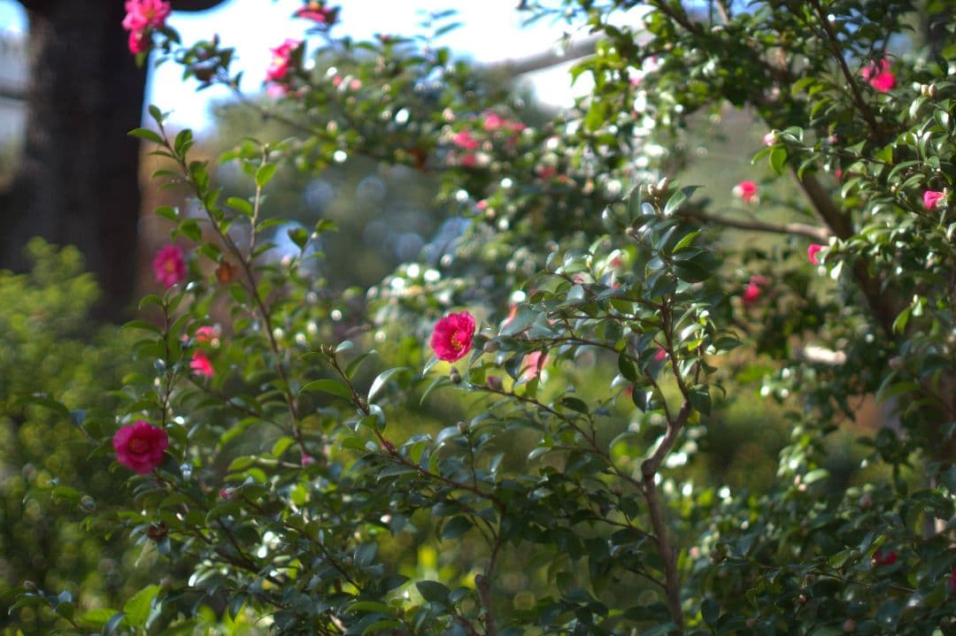 レンズ(単焦点) Nippon Kogaku NIKKOR-S 50mm f/1.4
