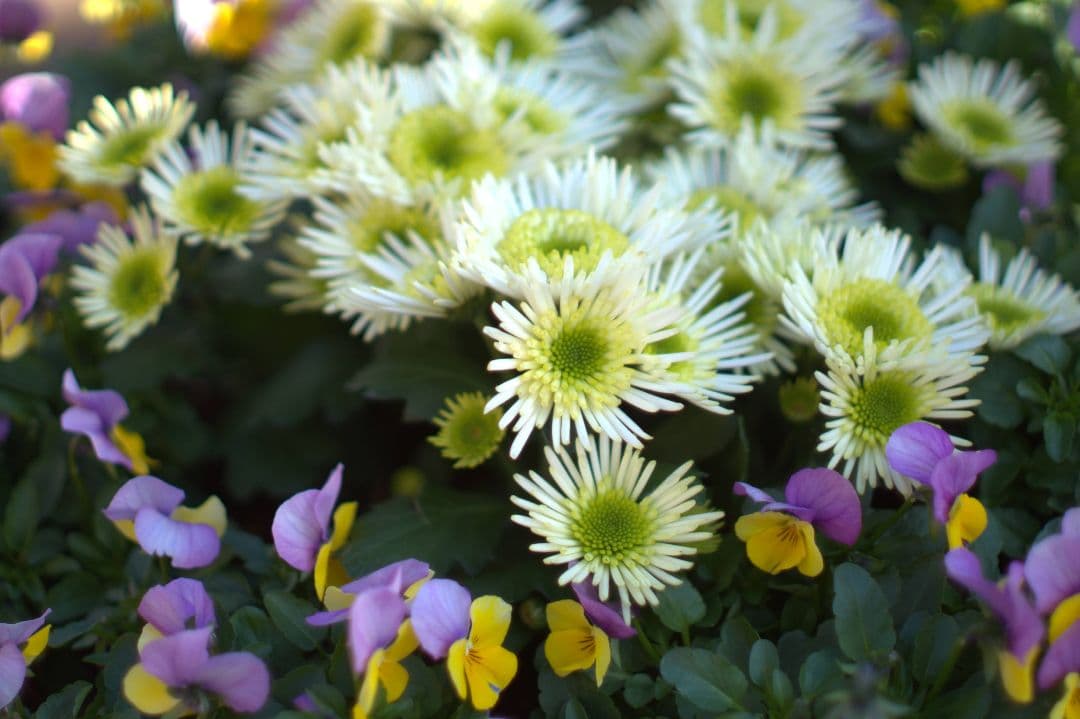 レンズ(単焦点) Nippon Kogaku NIKKOR-S 50mm f/1.4