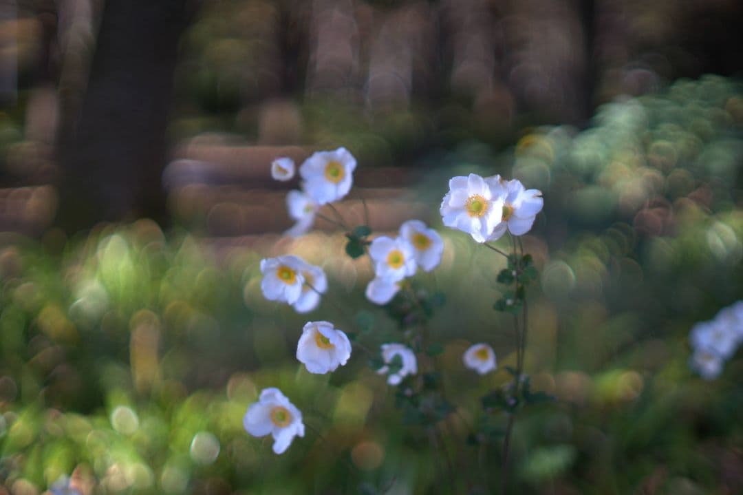 レンズ(単焦点) Nippon Kogaku NIKKOR-S 50mm f/1.4