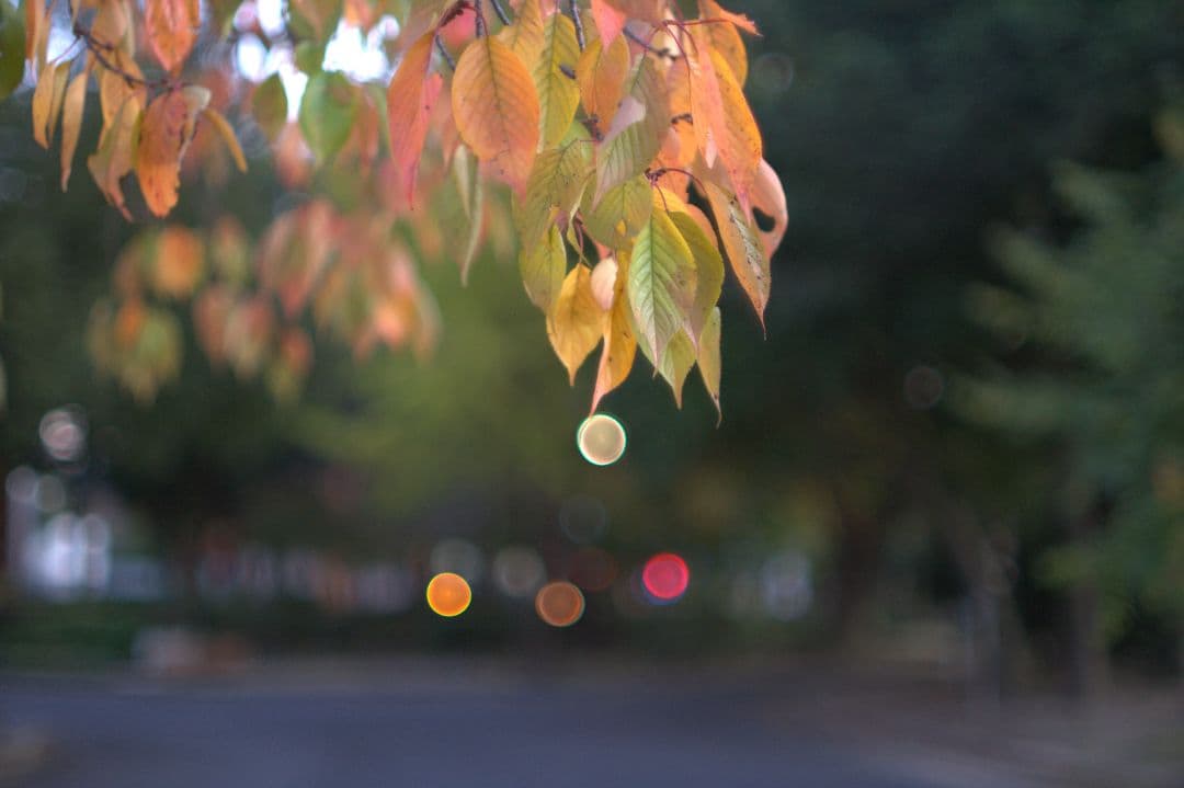 レンズ(単焦点) Nippon Kogaku NIKKOR-S 50mm f/1.4