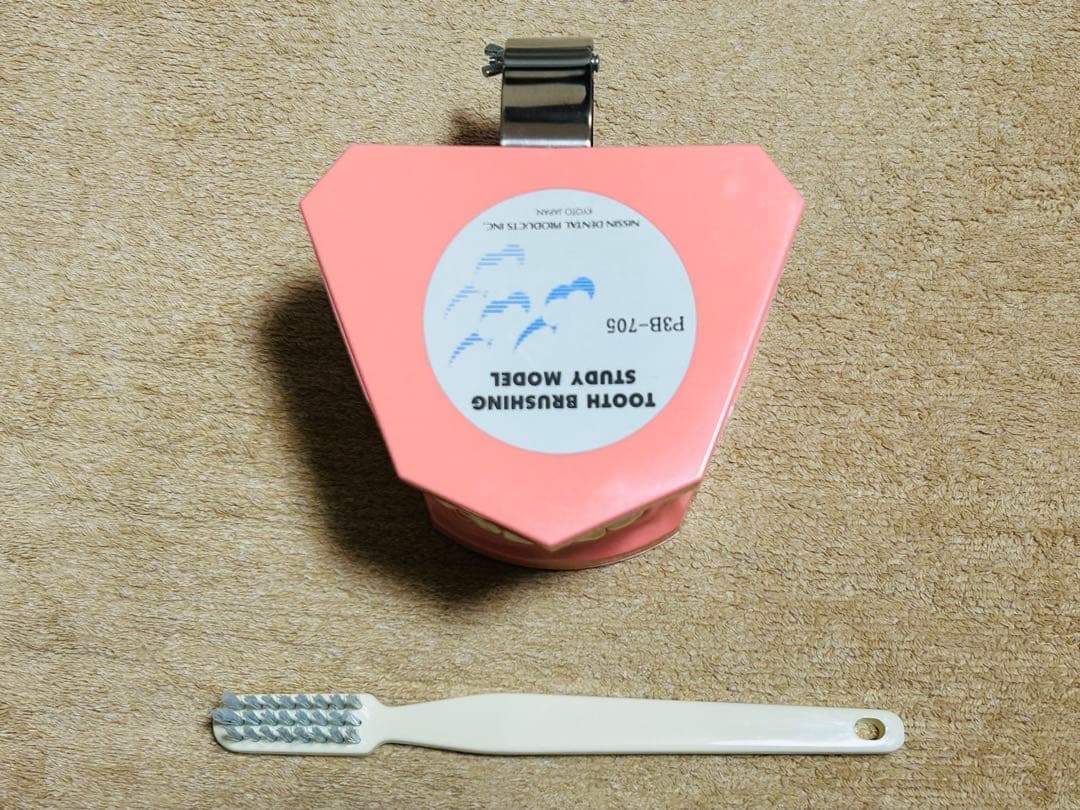 ニッシン 歯磨き指導用 大顎模型 大型歯ブラシ付