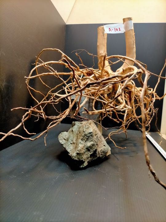 最終値下げブランチウッド　流木　XXL A-102