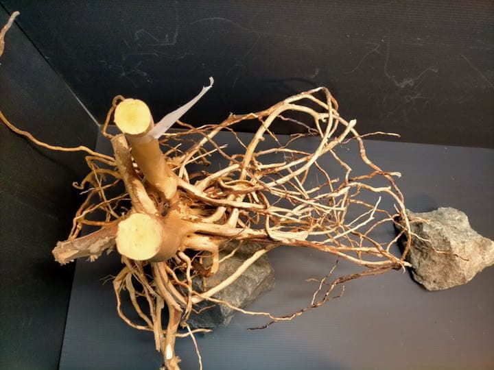 最終値下げブランチウッド　流木　XXL A-102