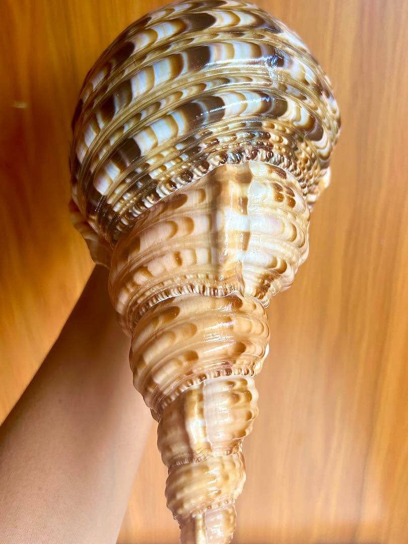 法螺貝　特別な色合い 29.5cm