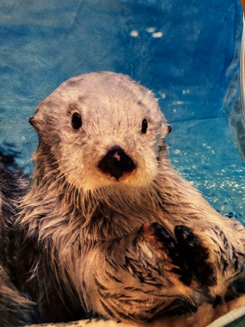 鳥羽水族館　ラッコメモリアルBOOK &ブランケット