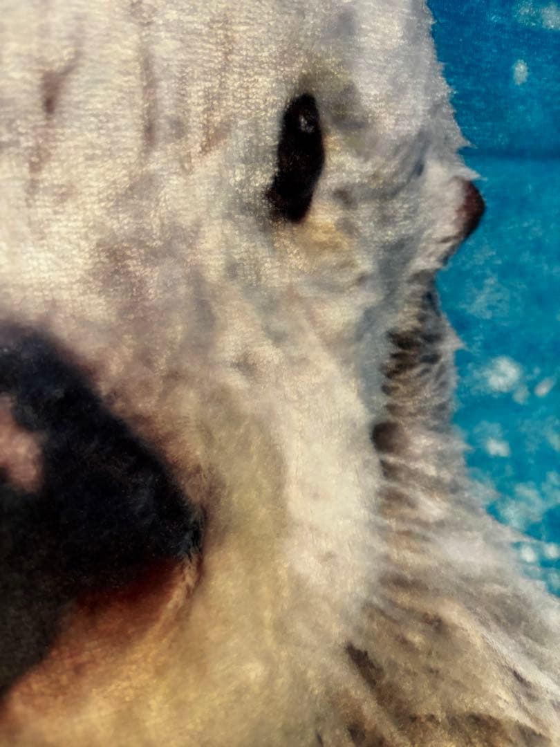 鳥羽水族館　ラッコメモリアルBOOK &ブランケット