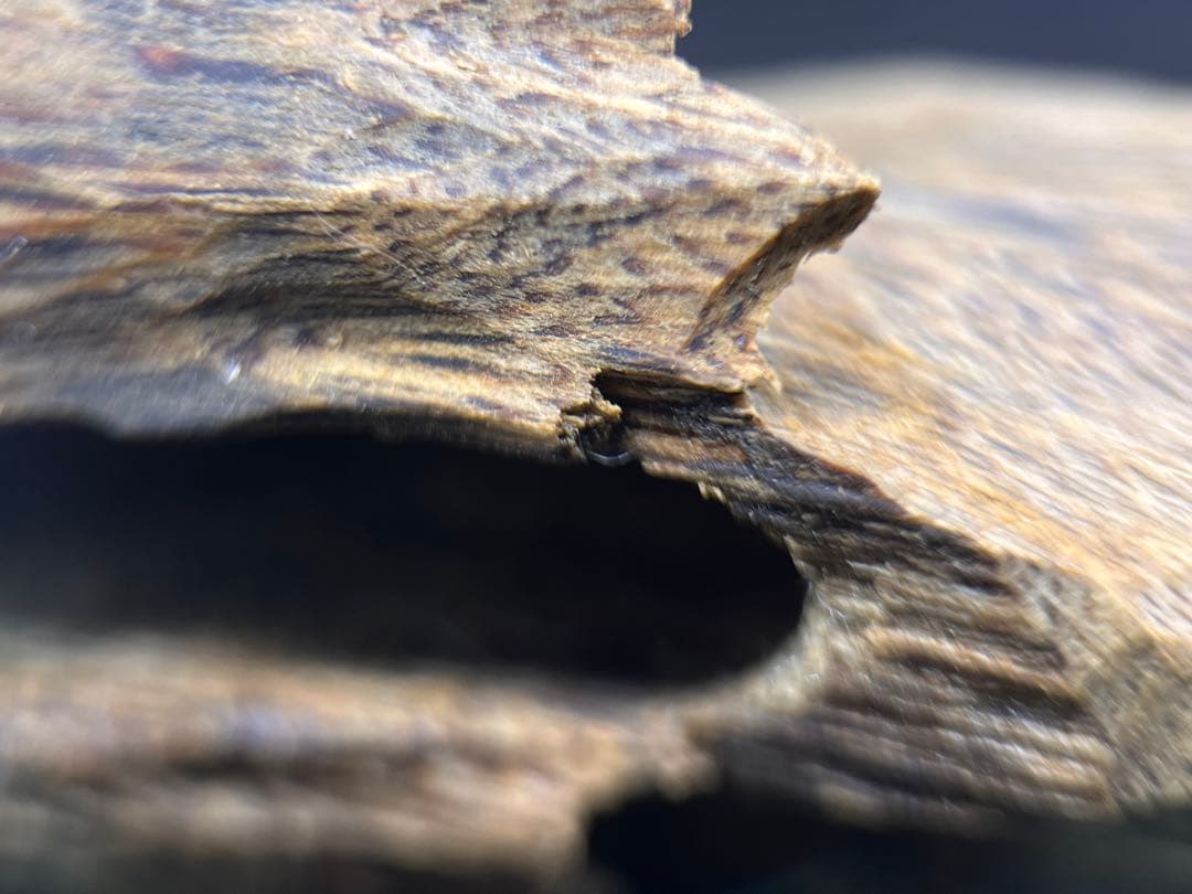 お香 天然沈香 六国五味聞香用 伽羅 香木 1-S-52g 新年特別出品