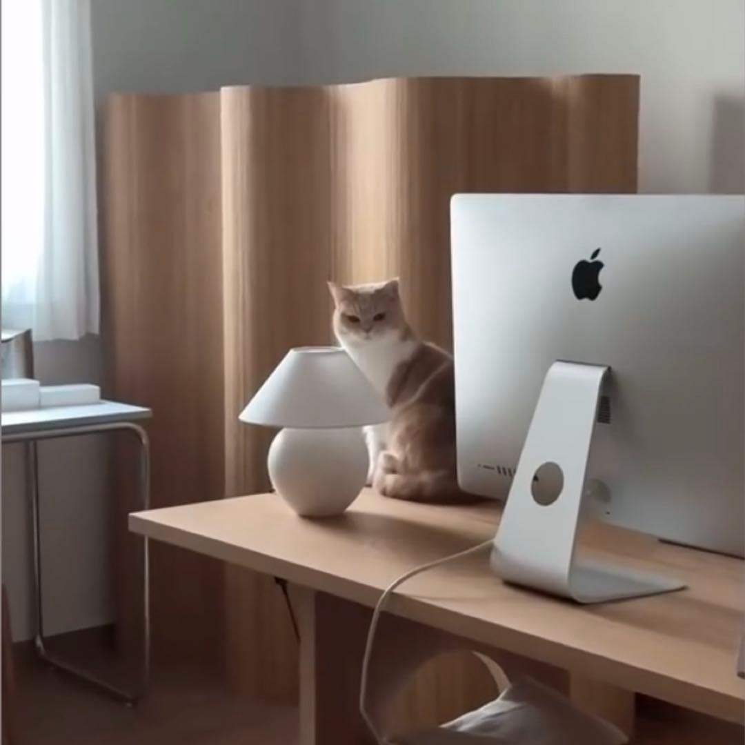 ‼️4万円割引き中‼️即配達‼️売り尽くし破格‼️木製 波形パーテーション ウッド