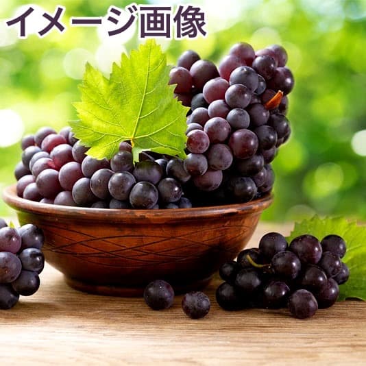 未使用糸つき　巨峰色　Sermoneta Gloves　6.5　本革手袋