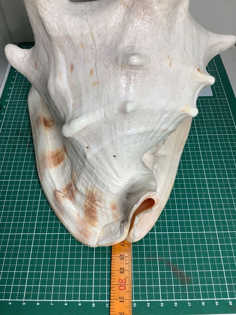 ヤフメリ33・トウカムリ・法螺貝・山伏・修験者・戦国武将・金峯山・羽黒山・縁起物