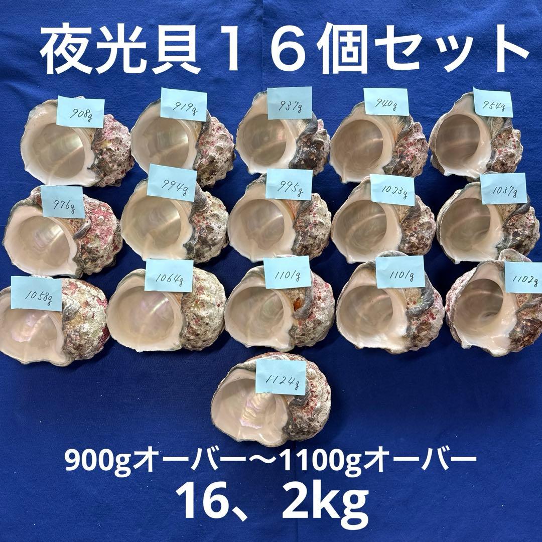 夜光貝　ヤコウ貝　まとめ売り　16個　16、2kg アクセサリー　ルアー