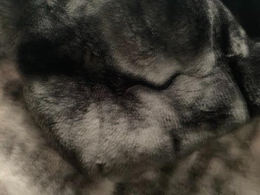 【黒系】京都西川　ローズ毛布 ムートンタッチ 140×200 日本製