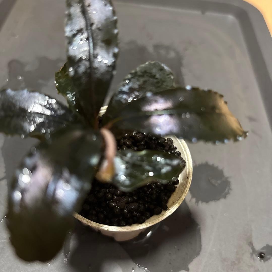 ブセファランドラ spブラックダイアモンド