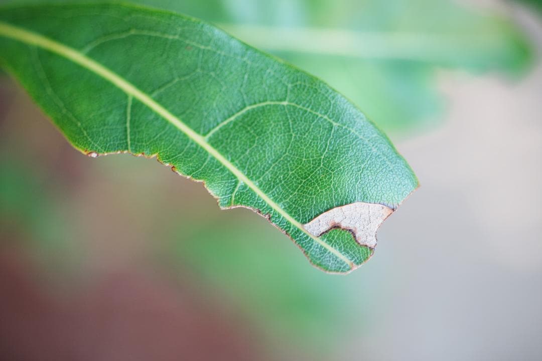 レンズ(単焦点) Nikon Ai-s Micro-Nikkor 55mm F2.8 477