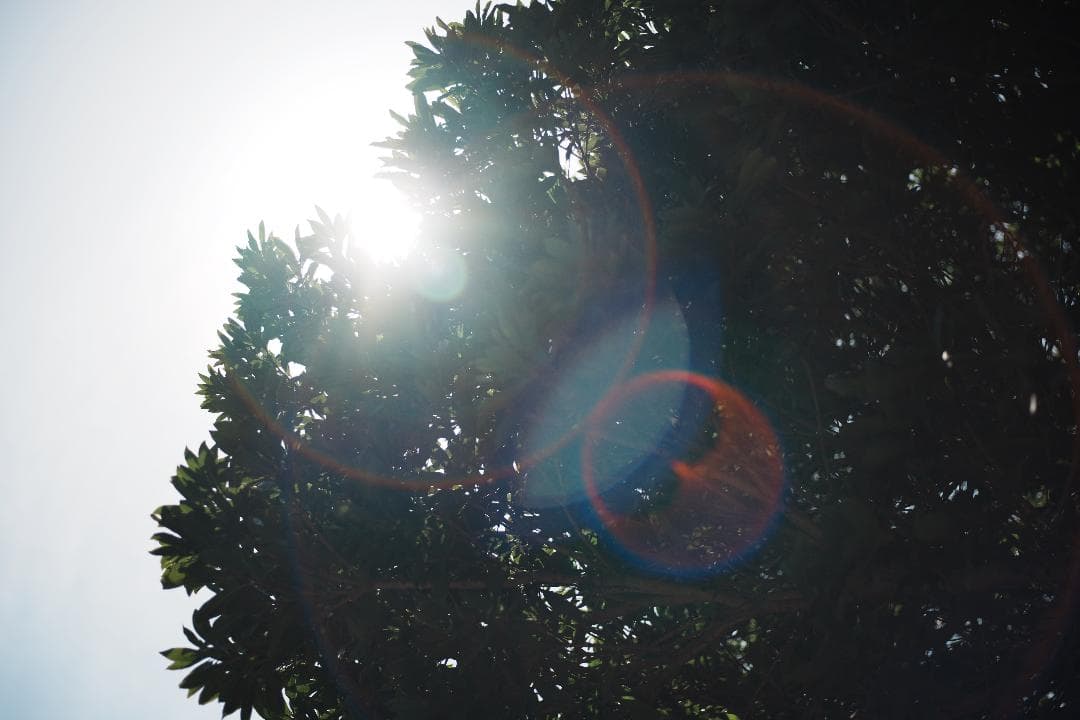 レンズ(単焦点) Nikon Ai-s Micro-Nikkor 55mm F2.8 477