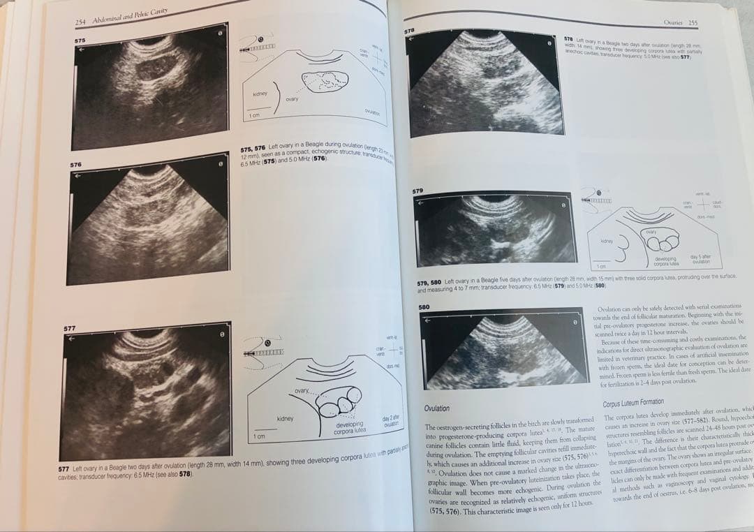 健康・医学 An Atlas and Textbook of Diagnostic