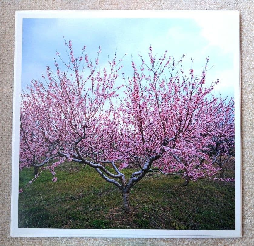 Washed Out ウォッシュドアウト Within And Without