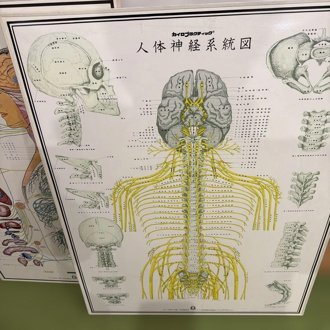 自律神経系図・人体神経系図セット