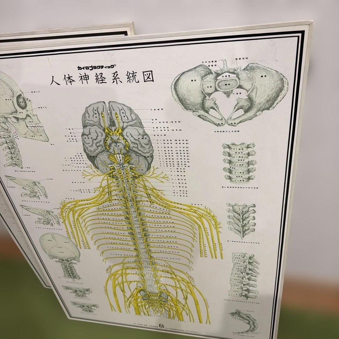 自律神経系図・人体神経系図セット