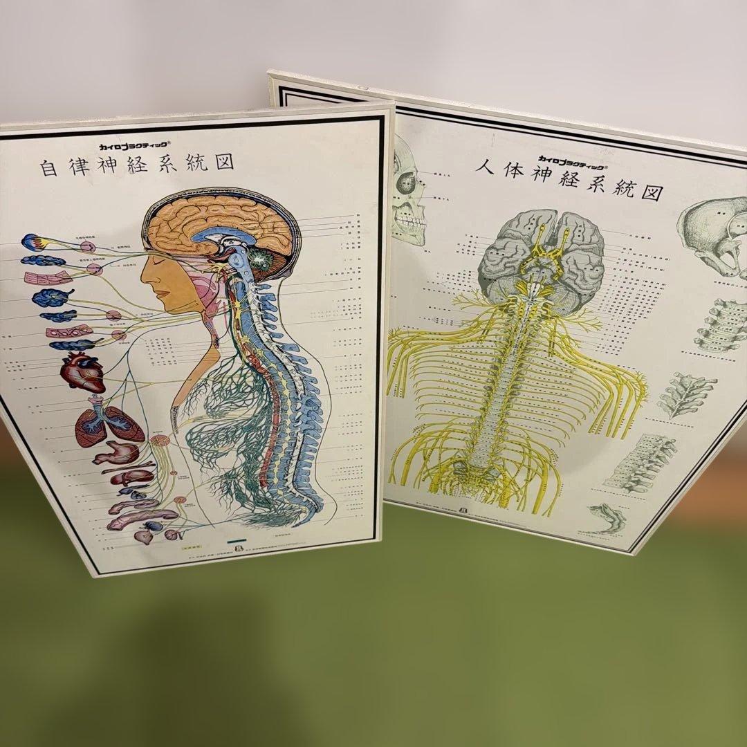 自律神経系図・人体神経系図セット