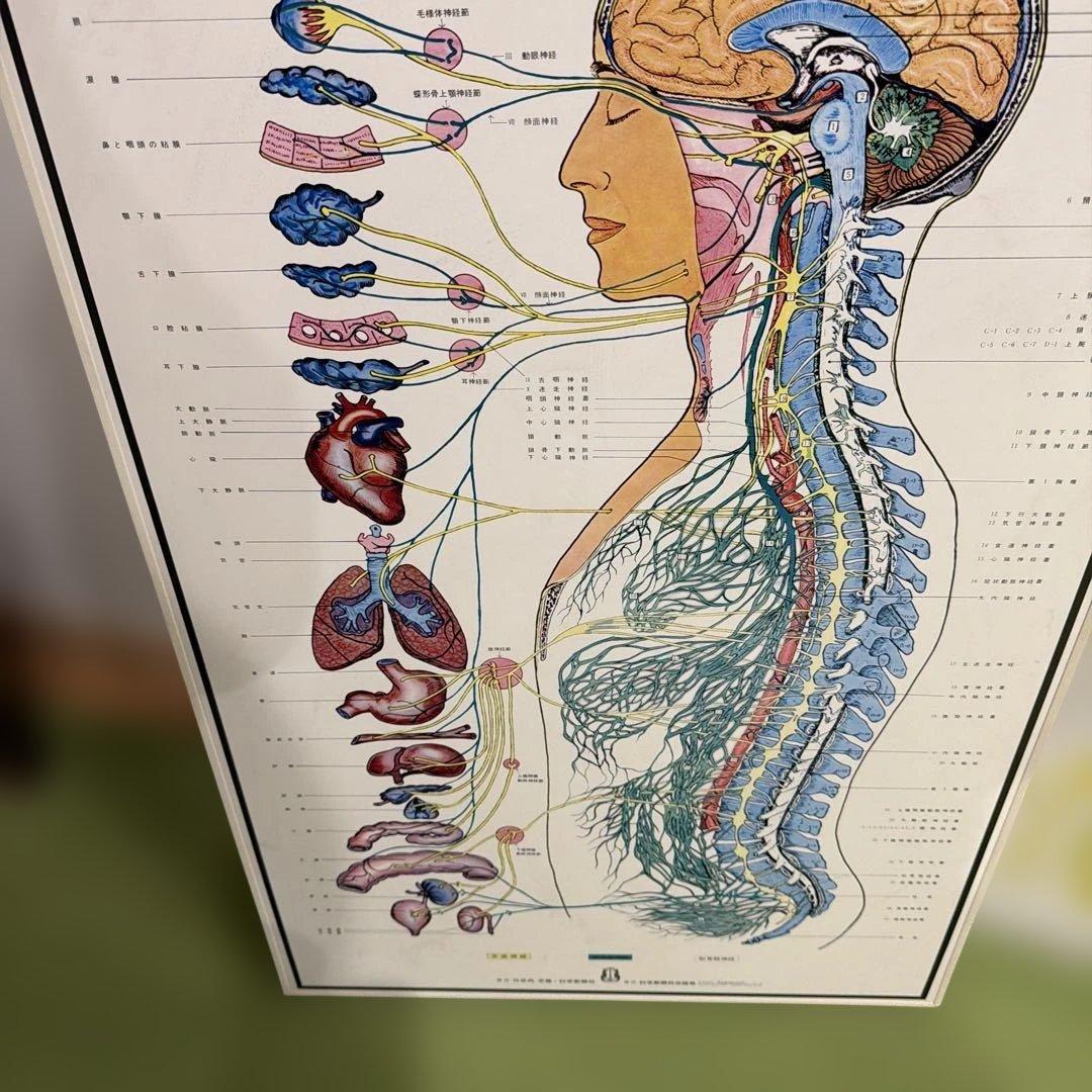自律神経系図・人体神経系図セット
